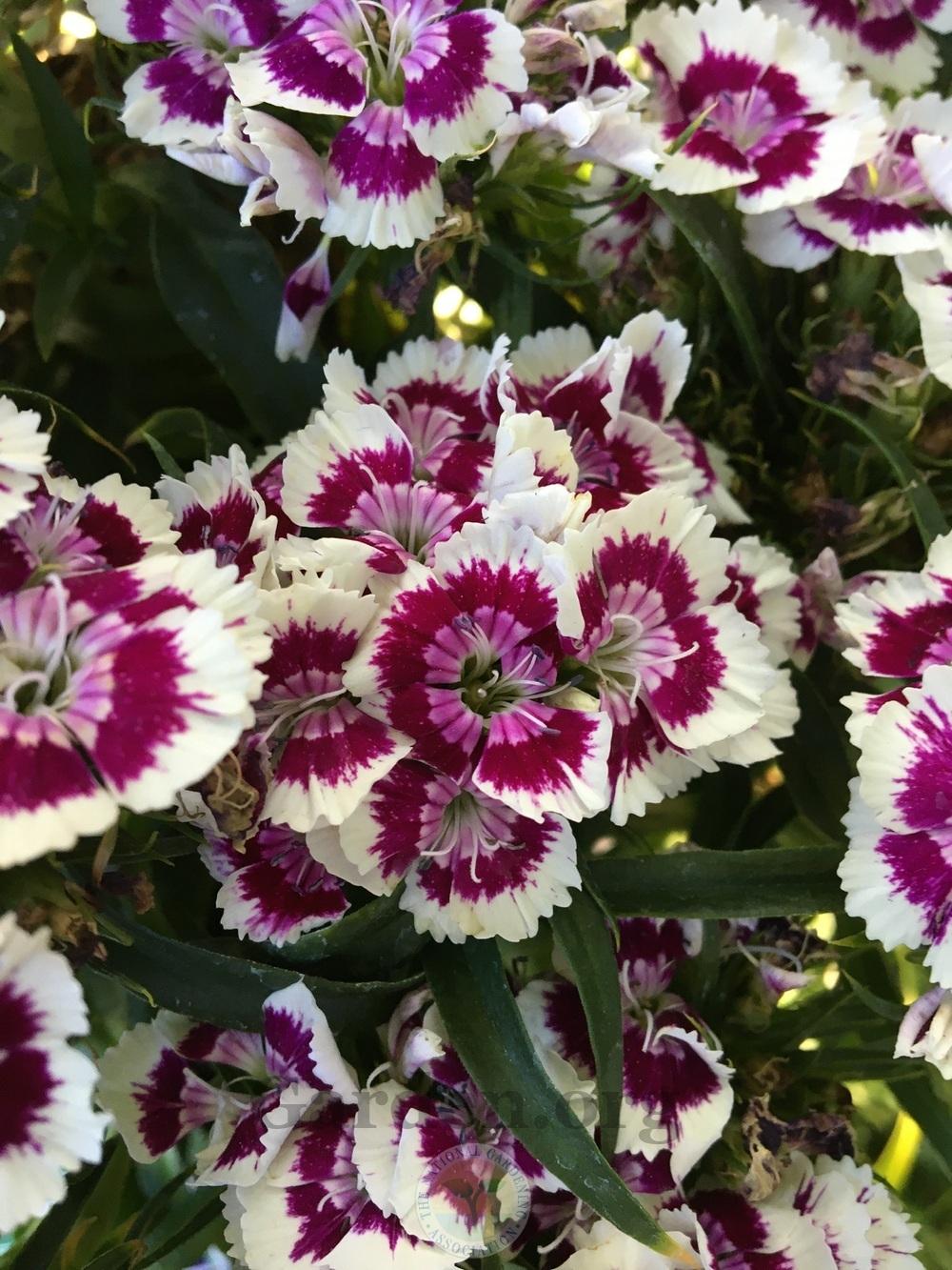 Photo of Dianthus (Dianthus barbatus Barbarini™ Purple Picotee) uploaded by BlueOddish