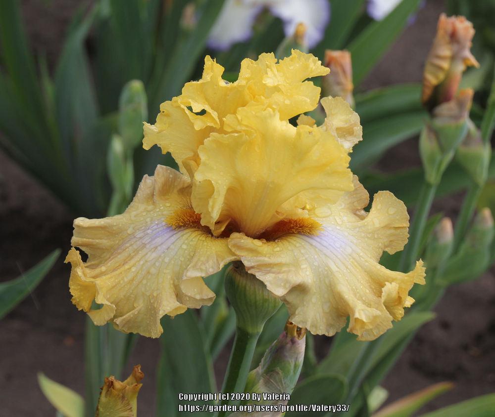 Photo of Tall Bearded Iris (Iris 'Frilled to Bits') uploaded by Valery33