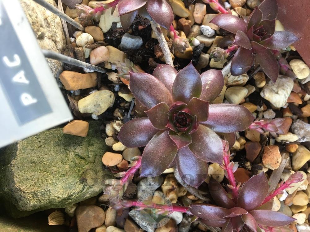 Photo of Hen and Chicks (Sempervivum 'Pacific Shadows') uploaded by chickhill