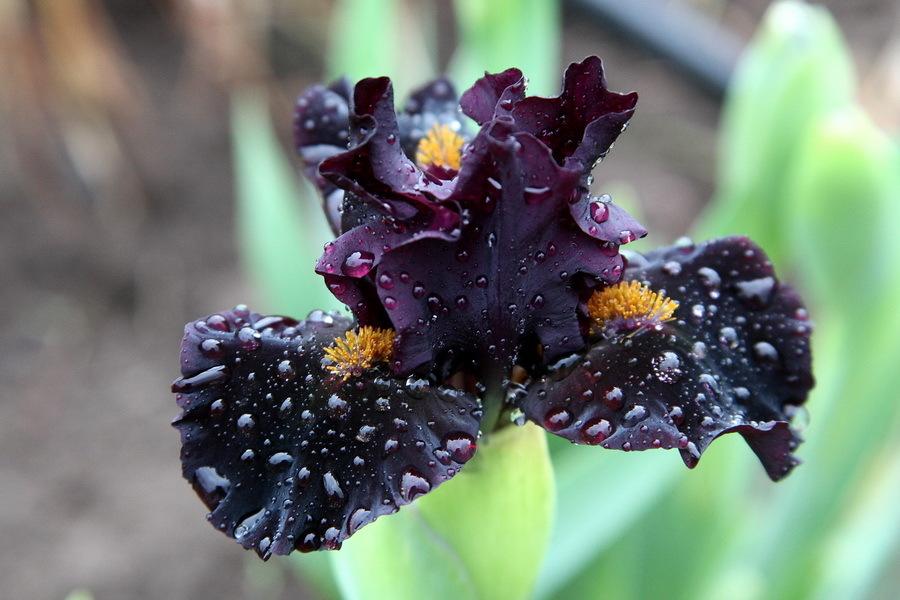 Photo of Standard Dwarf Bearded Iris (Iris 'Devil's Night') uploaded by dimson67