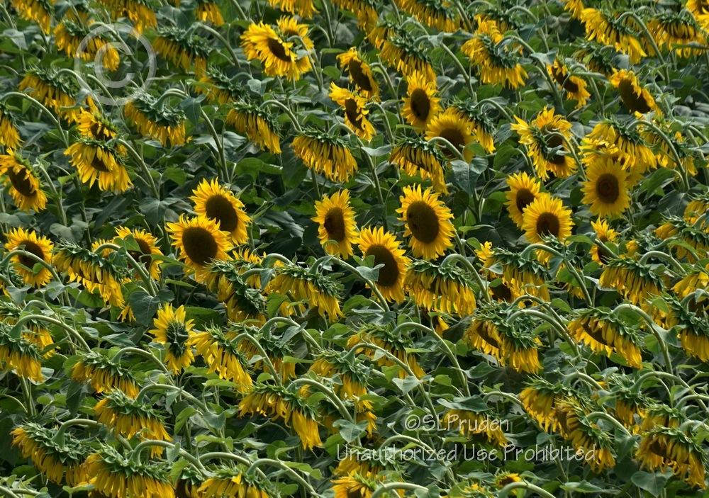 Photo of Sunflowers (Helianthus annuus) uploaded by DaylilySLP