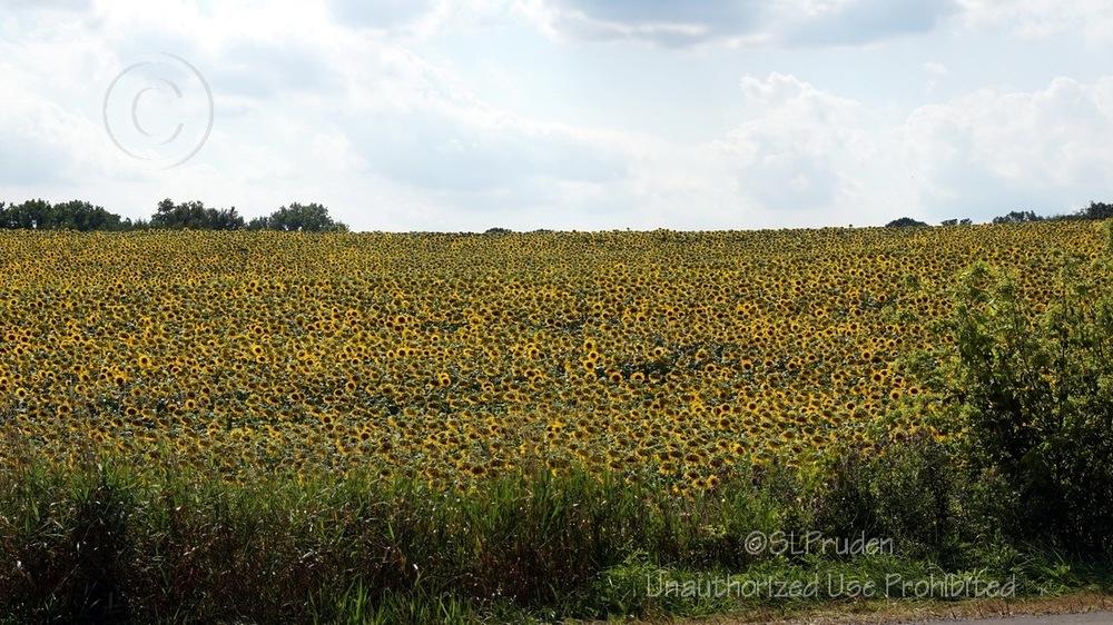 Photo of Sunflowers (Helianthus annuus) uploaded by DaylilySLP