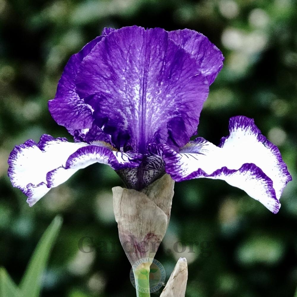 Photo of Tall Bearded Iris (Iris 'Art Deco') uploaded by Patty