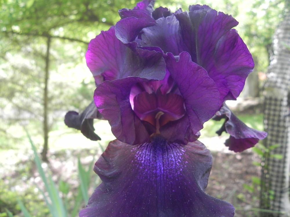 Photo of Irises (Iris) uploaded by SL_gardener