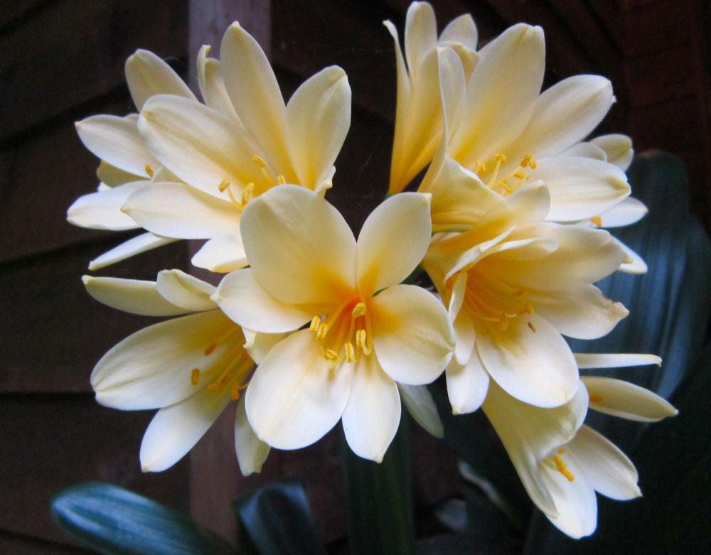 Photo of Clivia Lily (Clivia miniata 'Solomone Yellow') uploaded by Strever