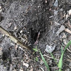 Location: Saint Paul, Minnesota
Date: 2020-05-09
Squirrels dug a hole next to another plant in my garden, revealin