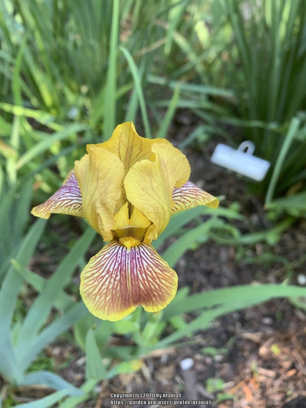 Photo of Miniature Tall Bearded Iris (Iris 'Breakfast in Bed') uploaded by urania1