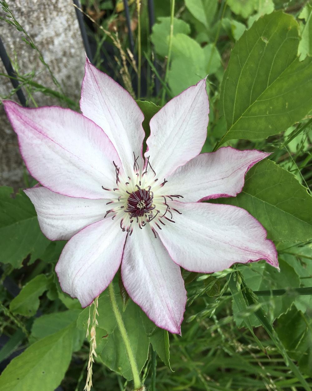 Photo of Clematis 'Omoshiro' uploaded by Calif_Sue