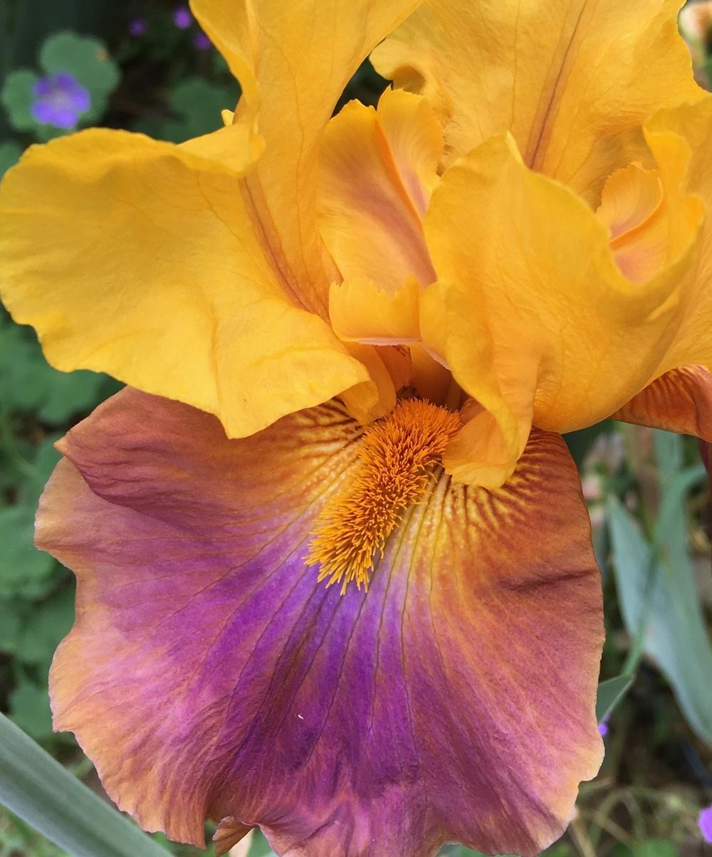 Photo of Tall Bearded Iris (Iris 'Megabucks') uploaded by Calif_Sue