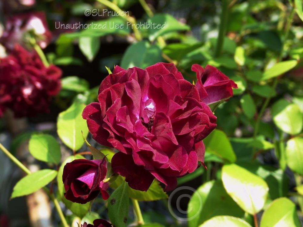 Photo of Rose (Rosa 'Burgundy Iceberg') uploaded by DaylilySLP
