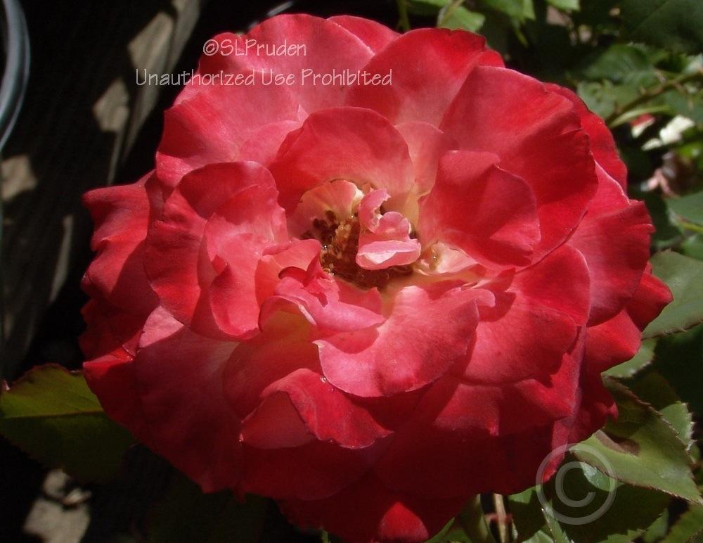 Photo of Rose (Rosa 'Brigadoon') uploaded by DaylilySLP