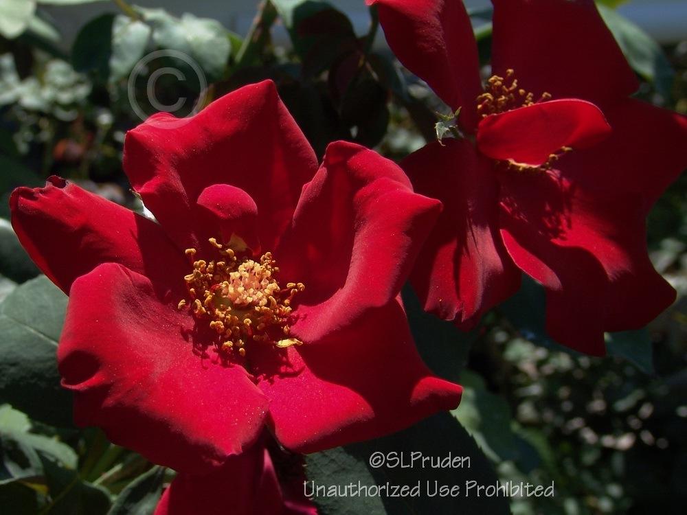 Photo of Rose (Rosa 'Altissimo') uploaded by DaylilySLP