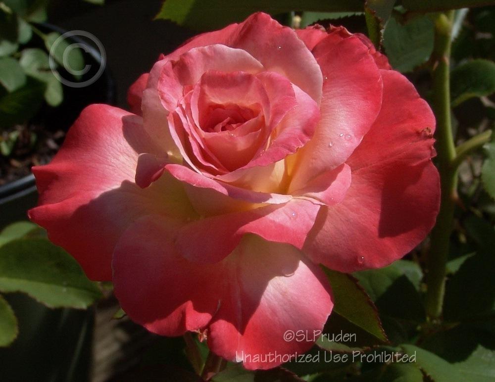 Photo of Rose (Rosa 'Brigadoon') uploaded by DaylilySLP