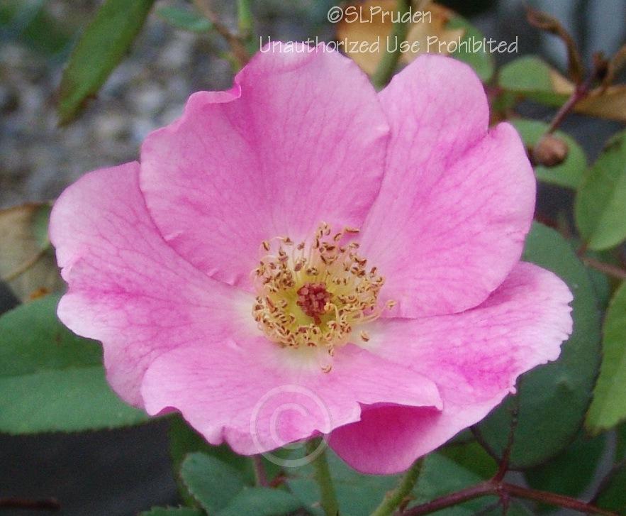 Photo of Rose (Rosa 'Betty Prior') uploaded by DaylilySLP