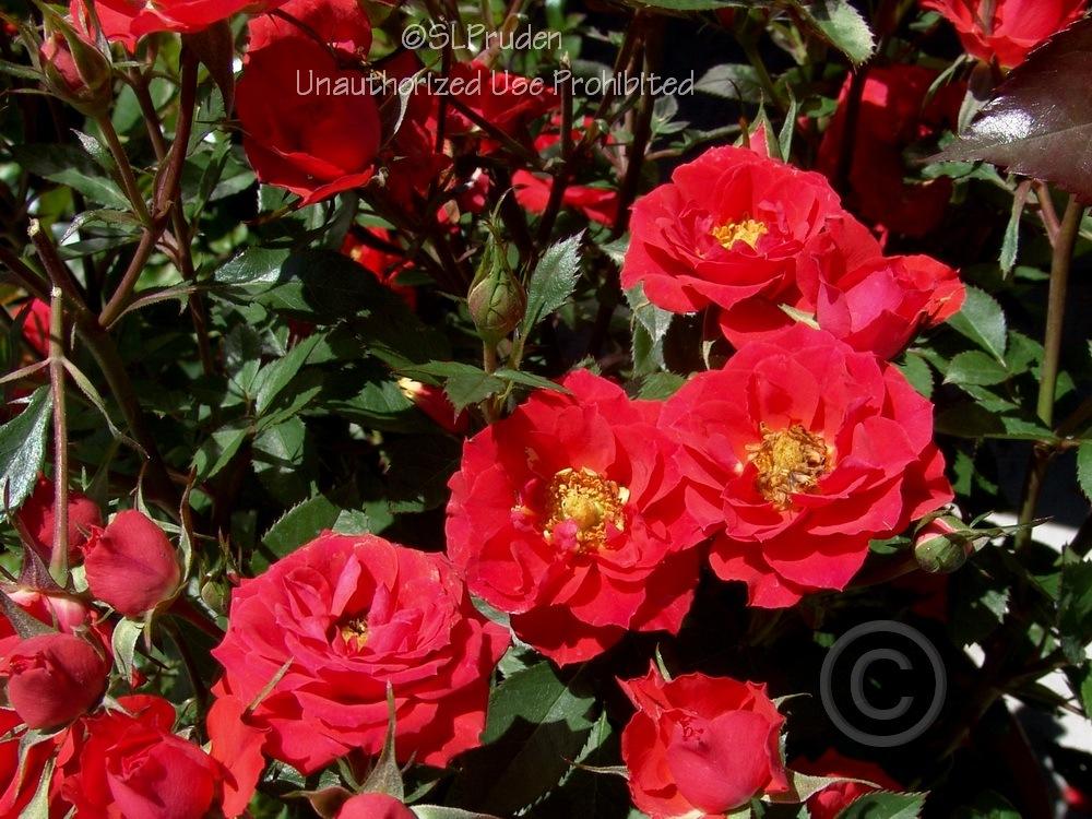 Photo of Rose (Rosa 'Autumn Sunblaze') uploaded by DaylilySLP