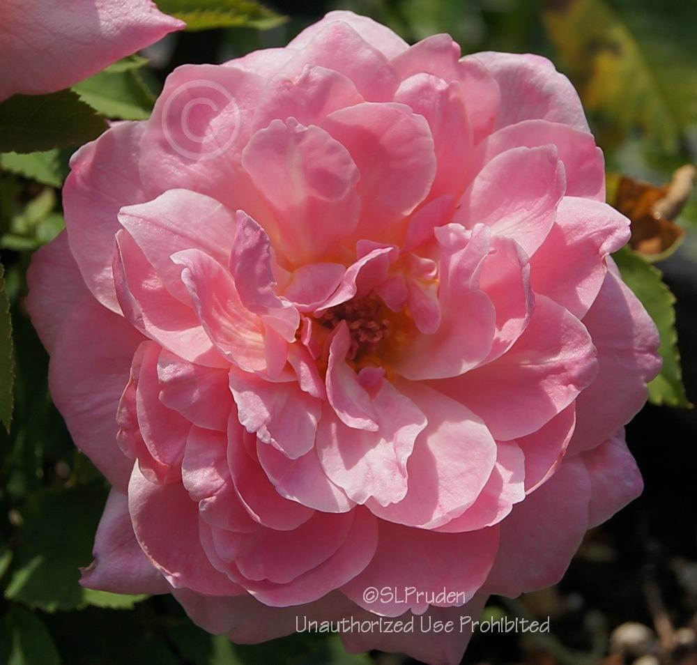Photo of Rose (Rosa 'Belinda's Dream') uploaded by DaylilySLP