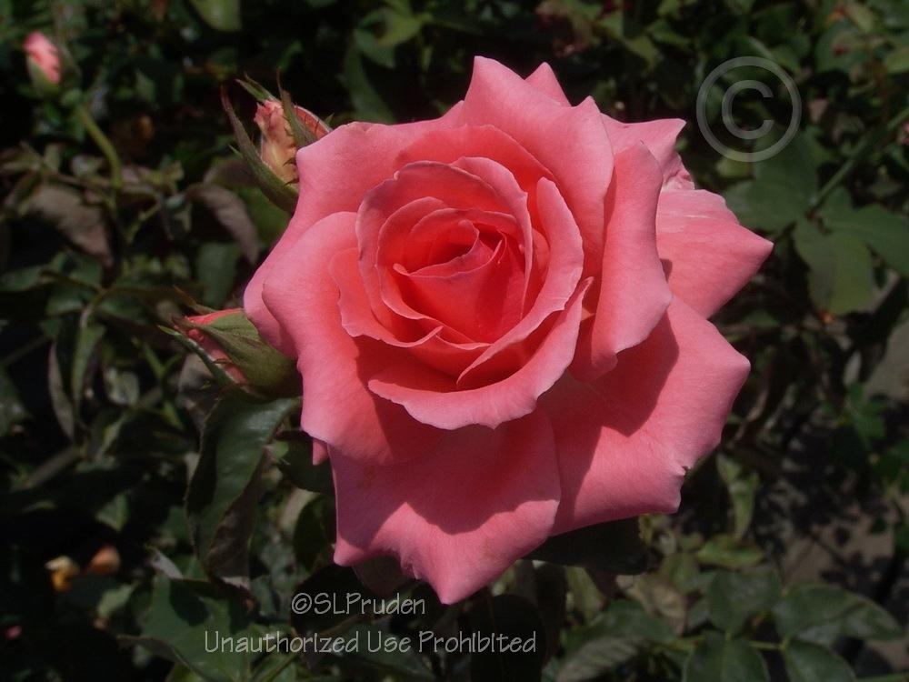 Photo of Rose (Rosa 'America') uploaded by DaylilySLP