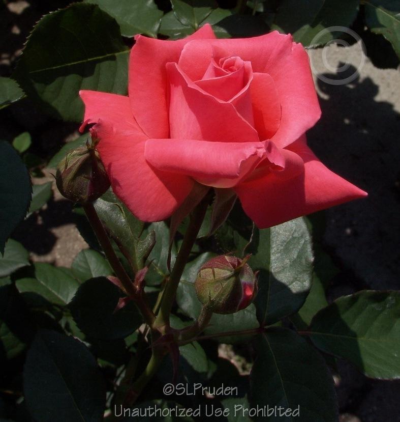 Photo of Rose (Rosa 'America') uploaded by DaylilySLP