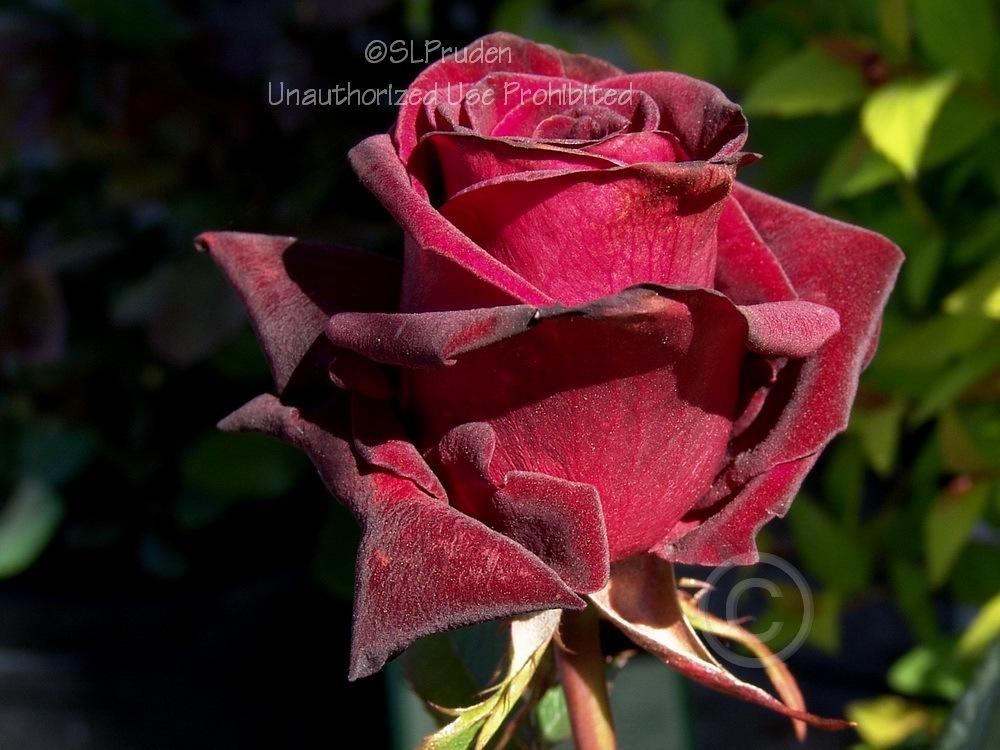 Photo of Rose (Rosa 'Black Baccara') uploaded by DaylilySLP