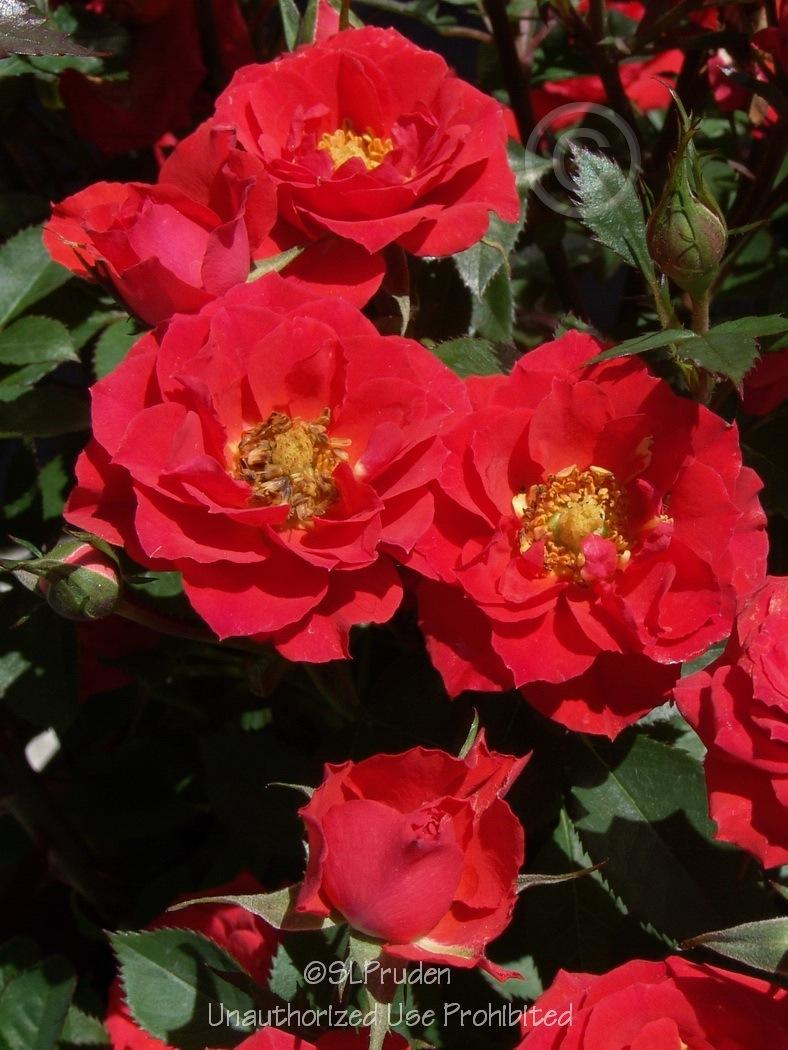 Photo of Rose (Rosa 'Autumn Sunblaze') uploaded by DaylilySLP