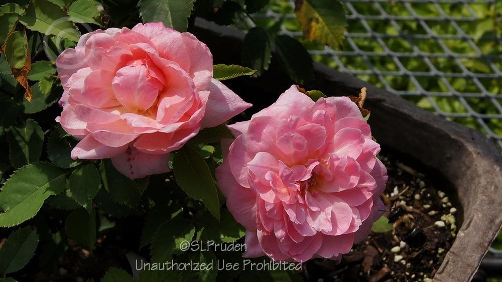 Photo of Rose (Rosa 'Belinda's Dream') uploaded by DaylilySLP
