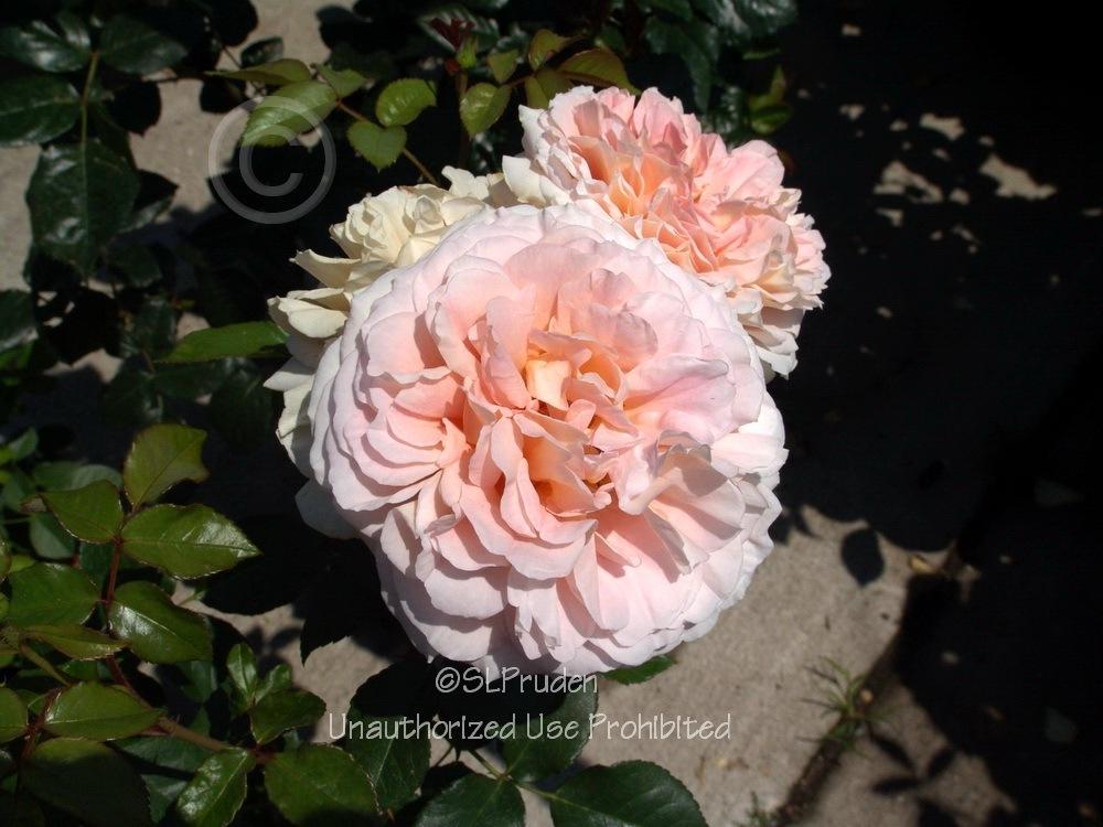 Photo of Rose (Rosa 'Abraham Darby') uploaded by DaylilySLP