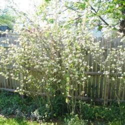 Location: Downingtown, Pennsylvania
Date: 2020-05-03
several shrubs in a line in bloom