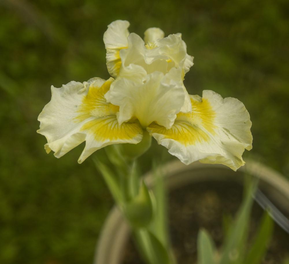 Photo of Tall Bearded Iris (Iris 'Sun Shine In') uploaded by cliftoncat