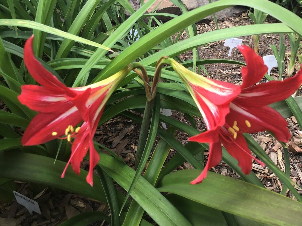 Photo of St. Joseph's Lily (Hippeastrum x johnsonii) uploaded by gardenfish
