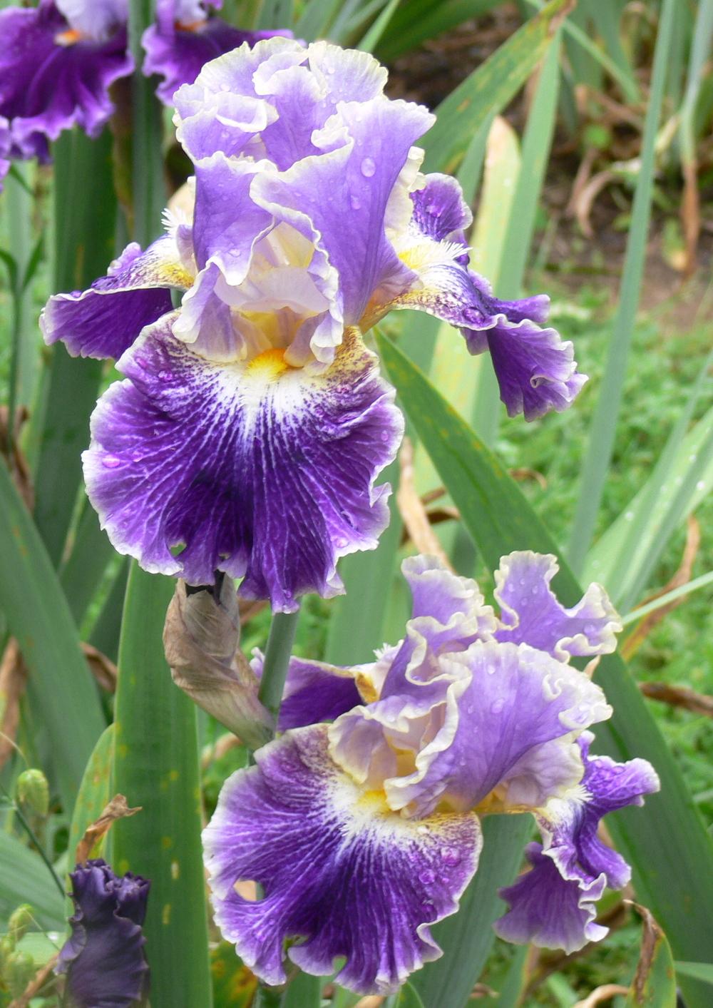 Photo of Tall Bearded Iris (Iris 'Belle Fille') uploaded by janwax