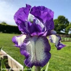 Location: Sussex, UK
Date: early May 2020
A beautiful iris with clean sharp colours.