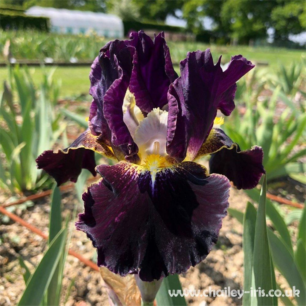 Photo of Intermediate Bearded Iris (Iris 'Oblivion') uploaded by jeffa