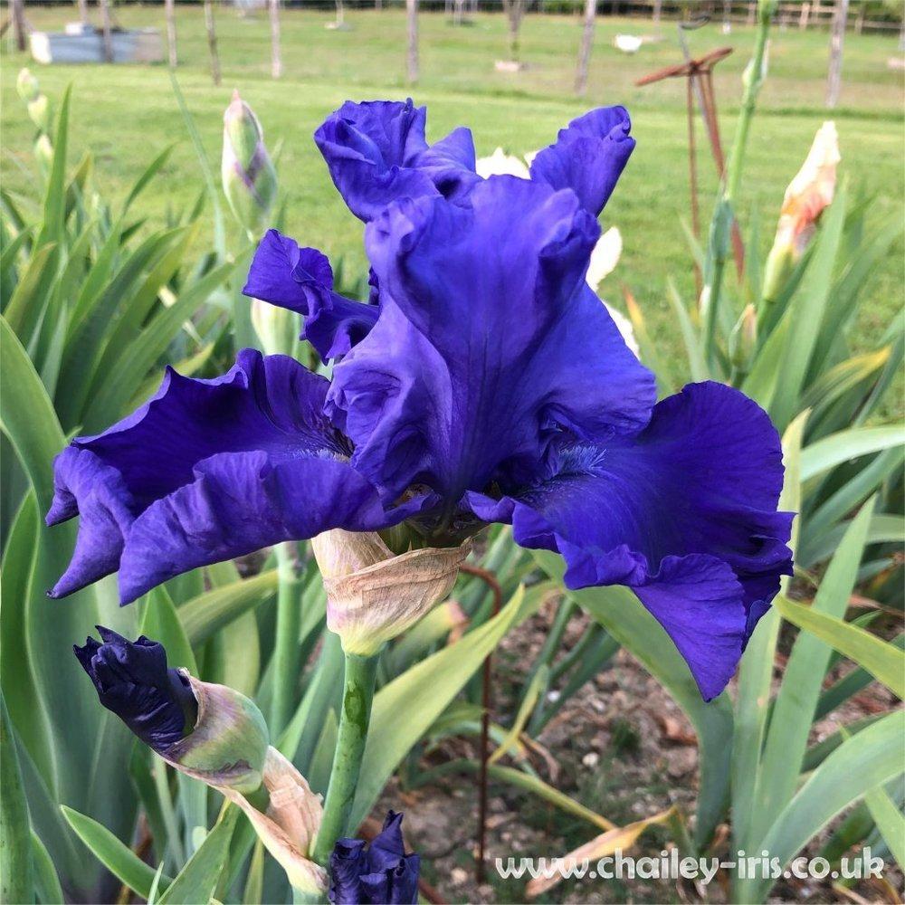 Photo of Tall Bearded Iris (Iris 'Autumn Sapphire') uploaded by jeffa