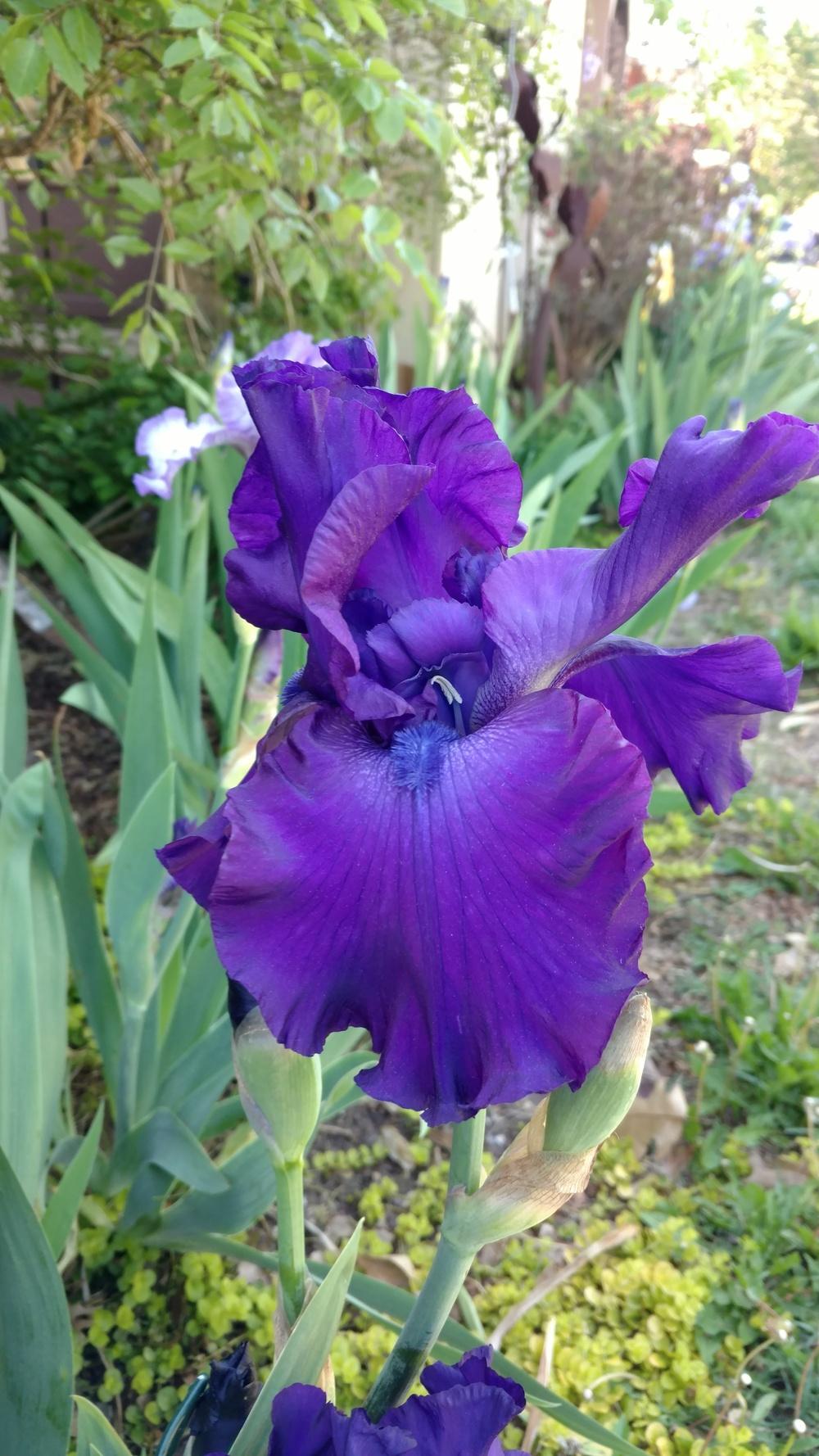 Photo of Tall Bearded Iris (Iris 'Titan's Glory') uploaded by lvitanova