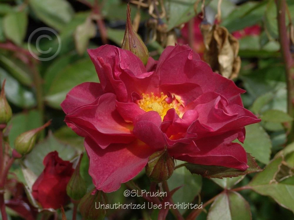 Photo of Floribunda Rose (Rosa 'Cinco de Mayo') uploaded by DaylilySLP