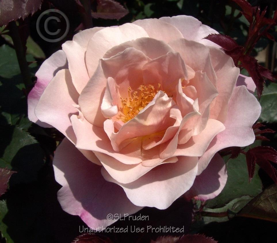 Photo of Rose (Rosa 'Distant Drums') uploaded by DaylilySLP