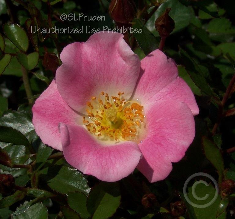 Photo of Rose (Rosa 'Carefree Delight') uploaded by DaylilySLP