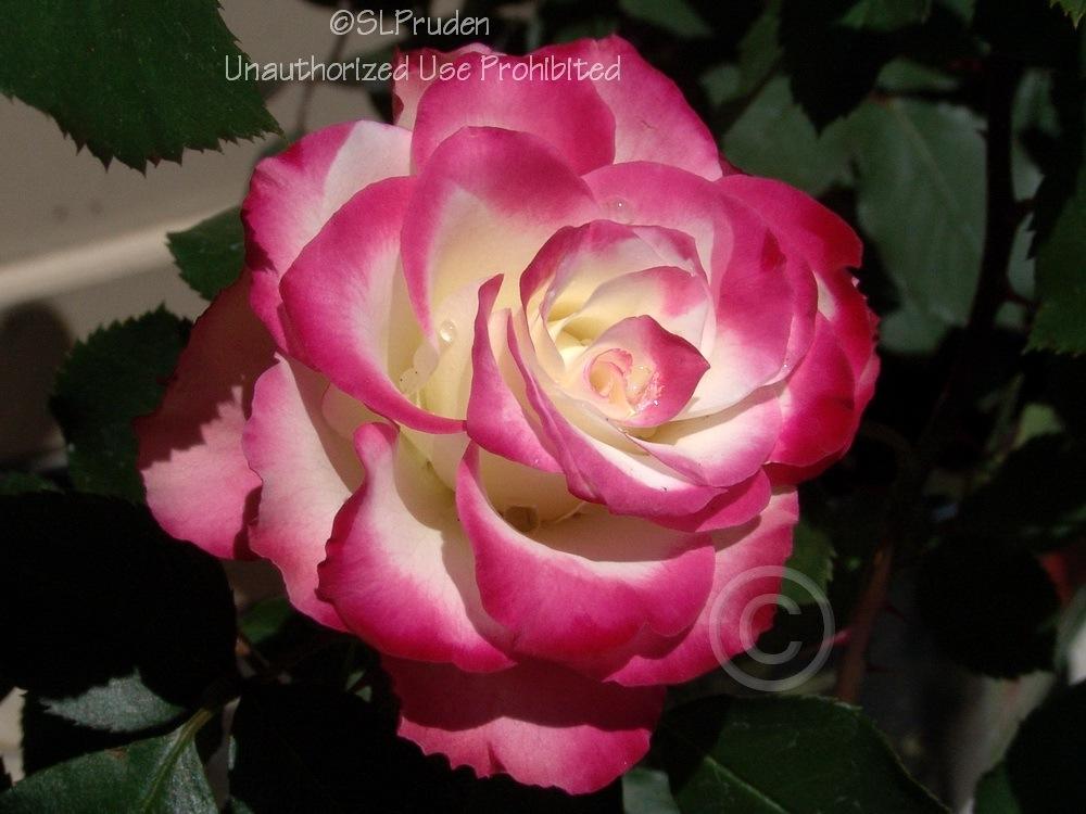 Photo of Rose (Rosa 'Cherry Parfait') uploaded by DaylilySLP