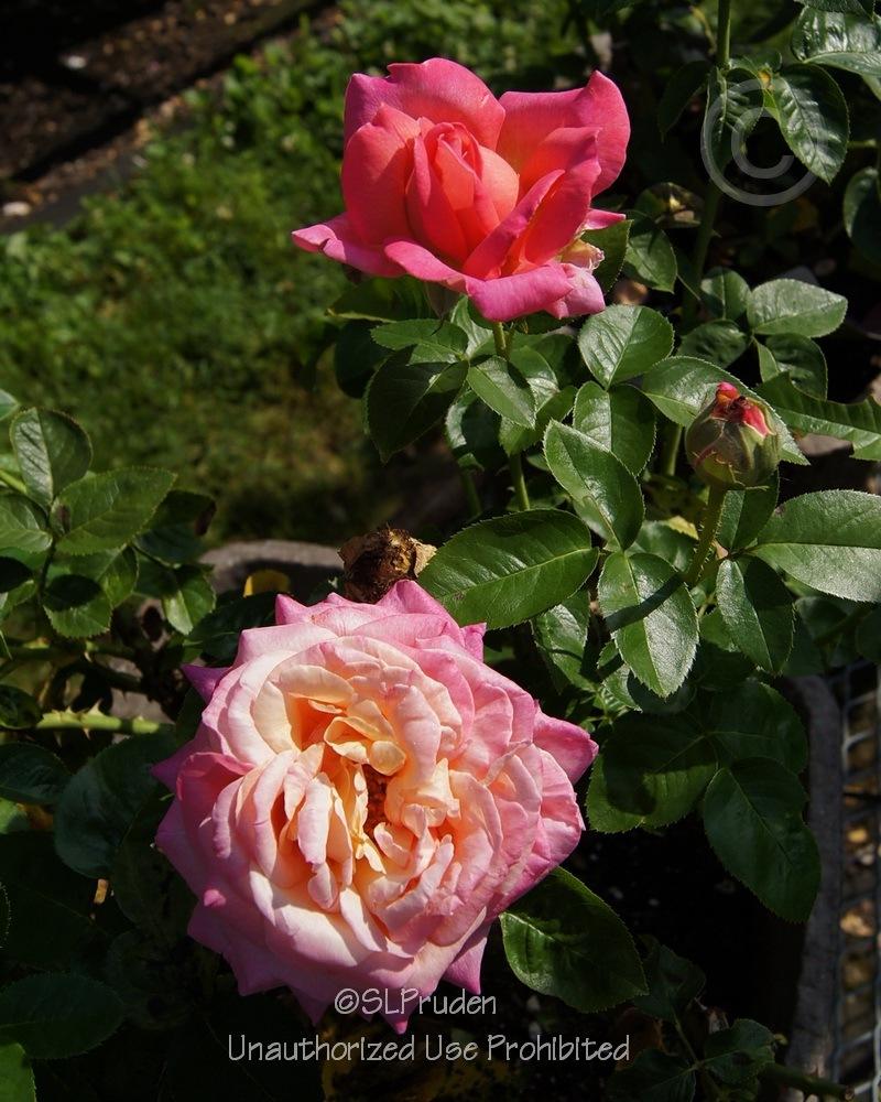 Photo of Rose (Rosa 'Chicago Peace') uploaded by DaylilySLP