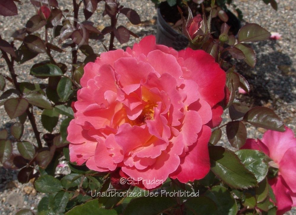 Photo of Rose (Rosa 'Colorific') uploaded by DaylilySLP