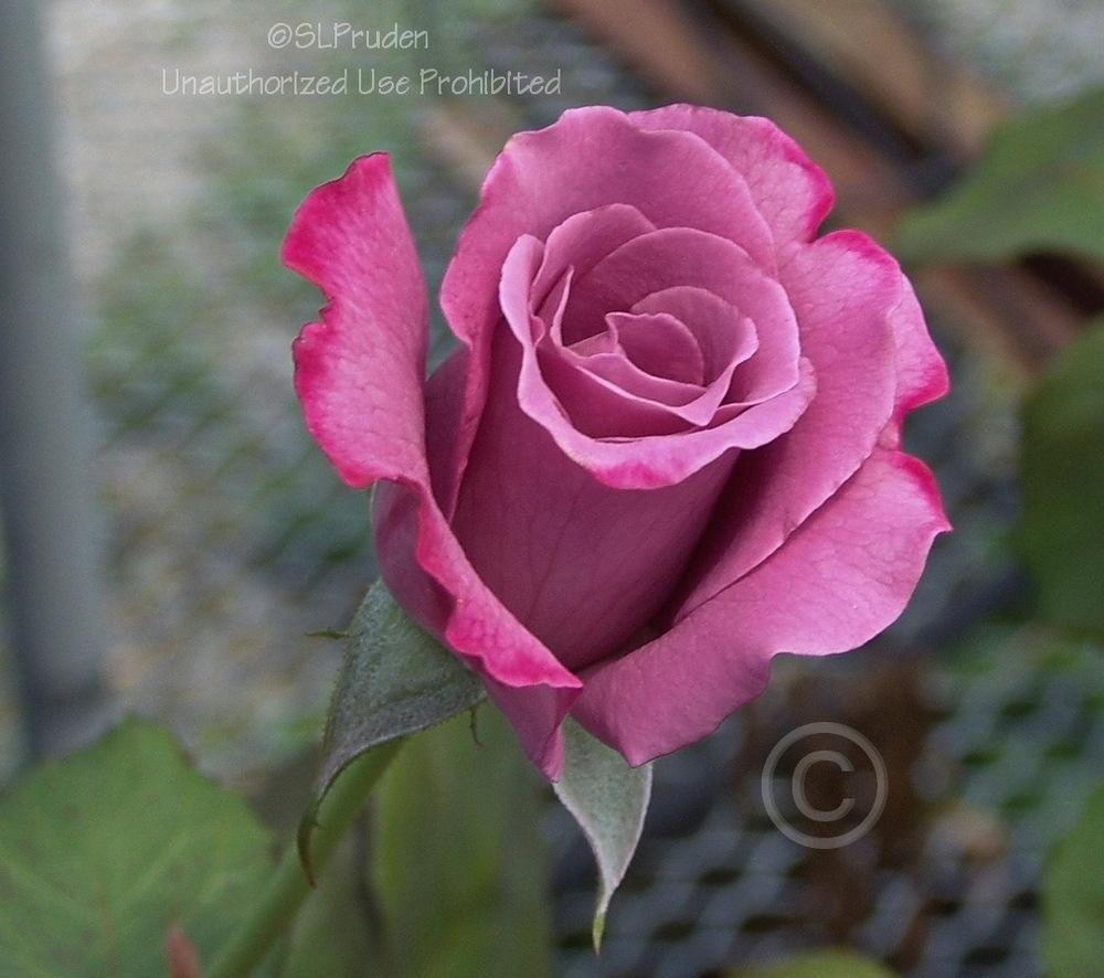 Photo of Rose (Rosa 'Angel Face, Cl.') uploaded by DaylilySLP
