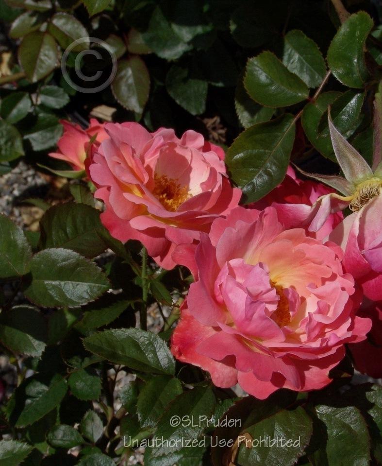Photo of Rose (Rosa 'Colorific') uploaded by DaylilySLP