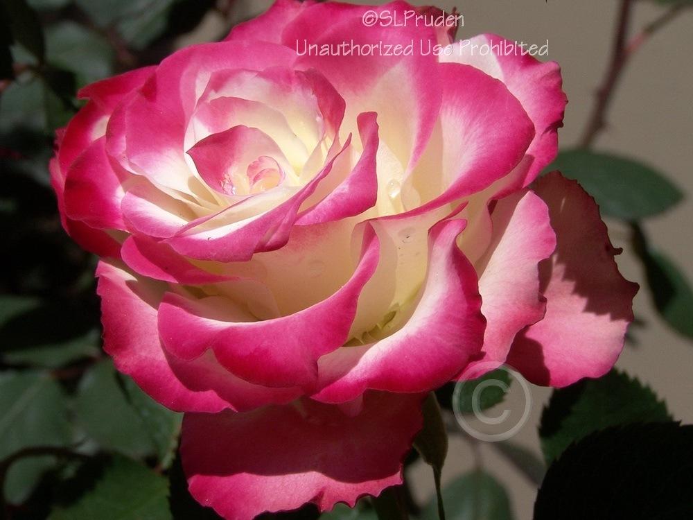 Photo of Rose (Rosa 'Cherry Parfait') uploaded by DaylilySLP