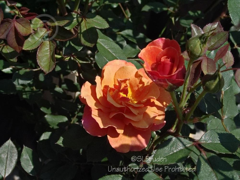 Photo of Rose (Rosa 'Denver's Dream') uploaded by DaylilySLP