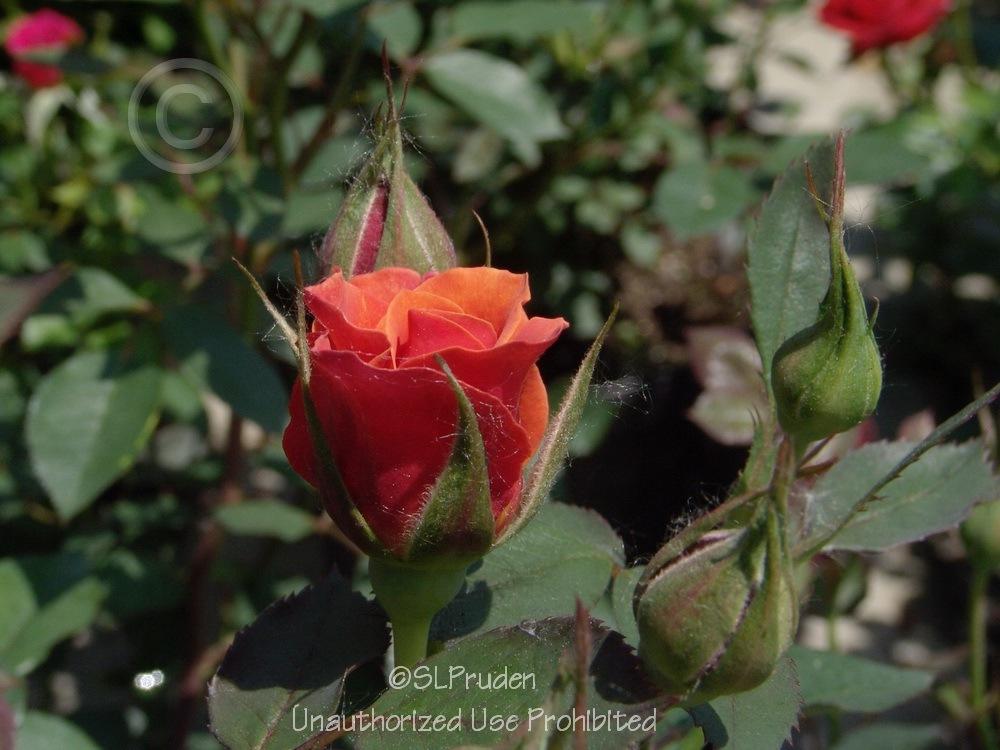 Photo of Rose (Rosa 'Denver's Dream') uploaded by DaylilySLP
