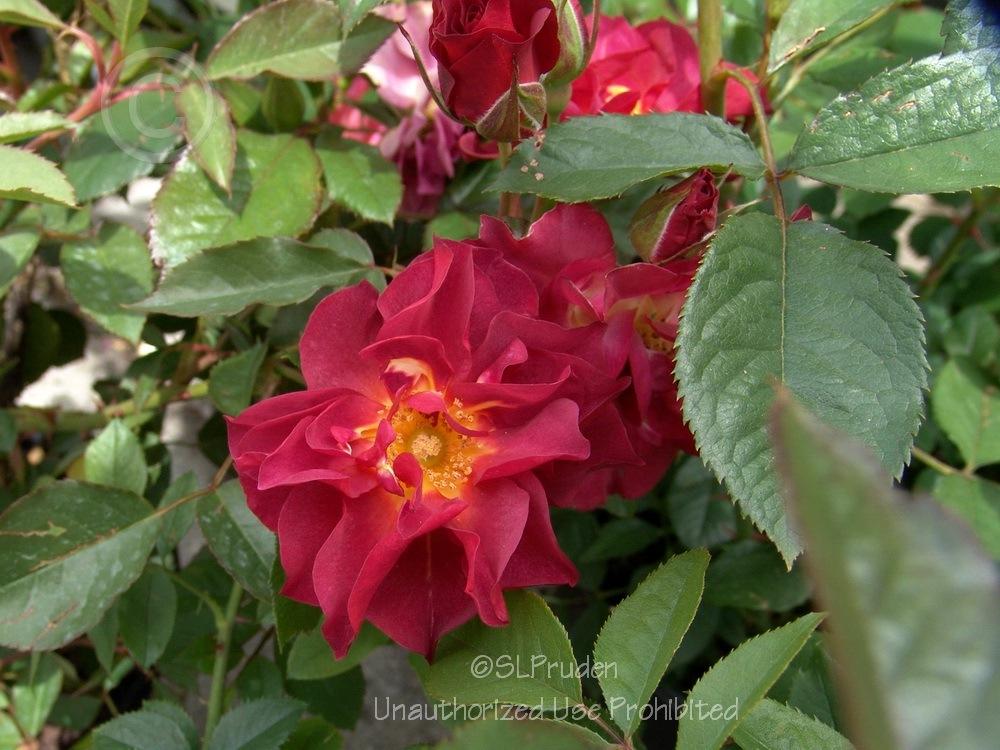 Photo of Floribunda Rose (Rosa 'Cinco de Mayo') uploaded by DaylilySLP