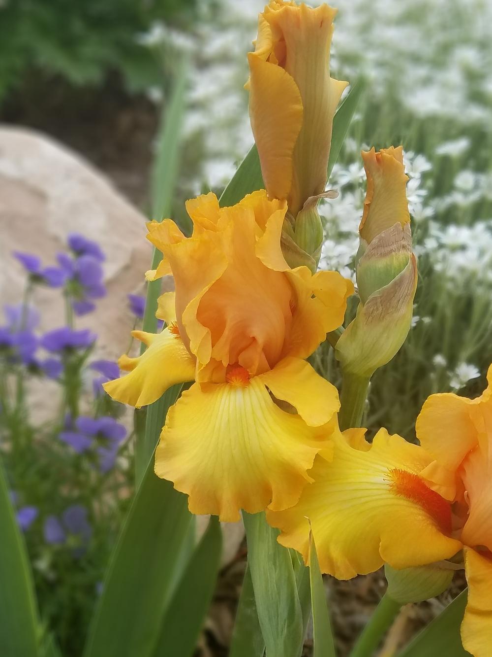 Photo of Tall Bearded Iris (Iris 'Crackling Caldera') uploaded by OrganicJen