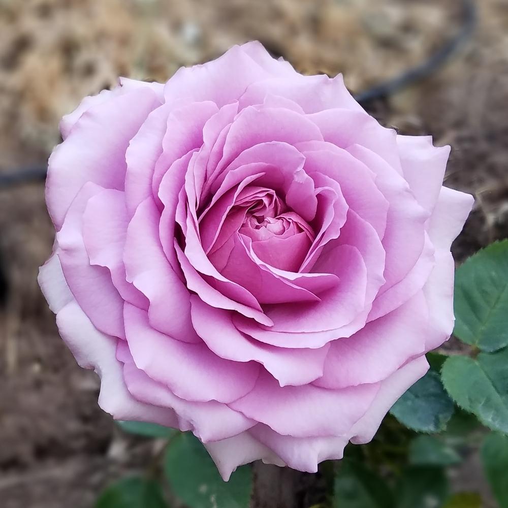 Photo of Rose (Rosa 'Love Song 2011') uploaded by OrganicJen