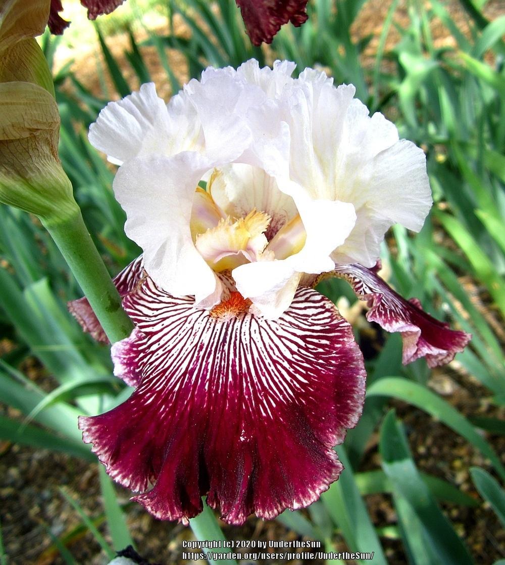 Photo of Tall Bearded Iris (Iris 'Samba Queen') uploaded by UndertheSun