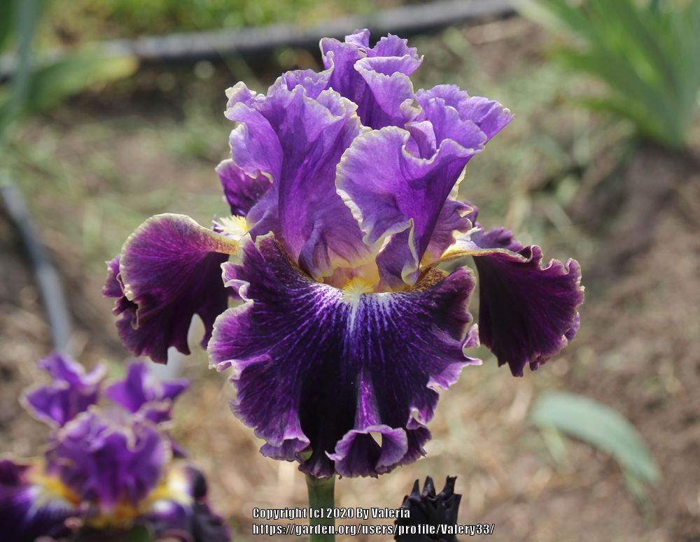 Photo of Tall Bearded Iris (Iris 'Belle Fille') uploaded by Valery33